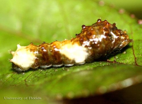 Figure 7. Five-day-old larva of the giant swallowtail, Papilio cresphontes Cramer. Head is to the right.