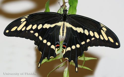 Figure 1. Adult giant swallowtail, Papilio cresphontes Cramer, dorsal view.