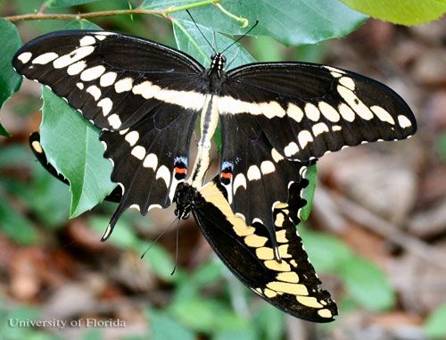 Figure 12. A mating pair of the giant swallowtail, Papilio cresphontes Cramer, with the female above.