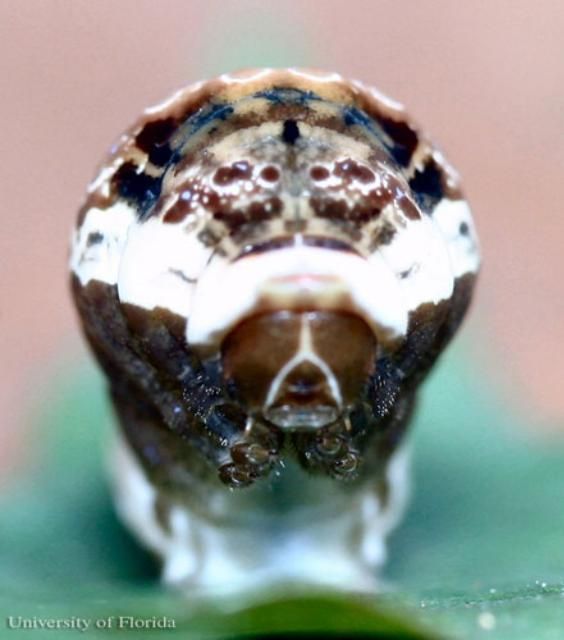 Figure 10. Front view of larva of the giant swallowtail, Papilio cresphontes Cramer, in snake-like 