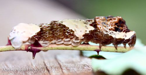Figure 4. Full-grown larva of the giant swallowtail, Papilio cresphontes Cramer. Head is to the right.