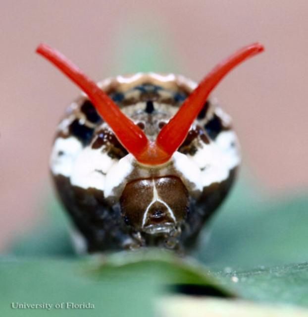 Figure 11. Frontal view of larva of the giant swallowtail, Papilio cresphontes Cramer, showing the osmeterium everted and possibly resembling the forked tongue of a snake.