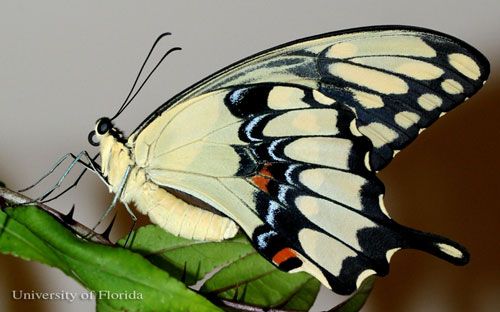 Figure 2. Adult giant swallowtail, Papilio cresphontes Cramer, with wings closed.