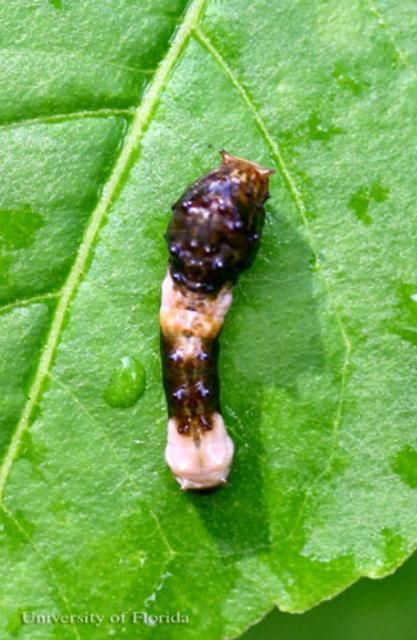 Figure 3. Young larva of the giant swallowtail, Papilio cresphontes Cramer, (illustrating bird dropping mimicry) on Ptelea trifoliata leaf. Head is to the top.
