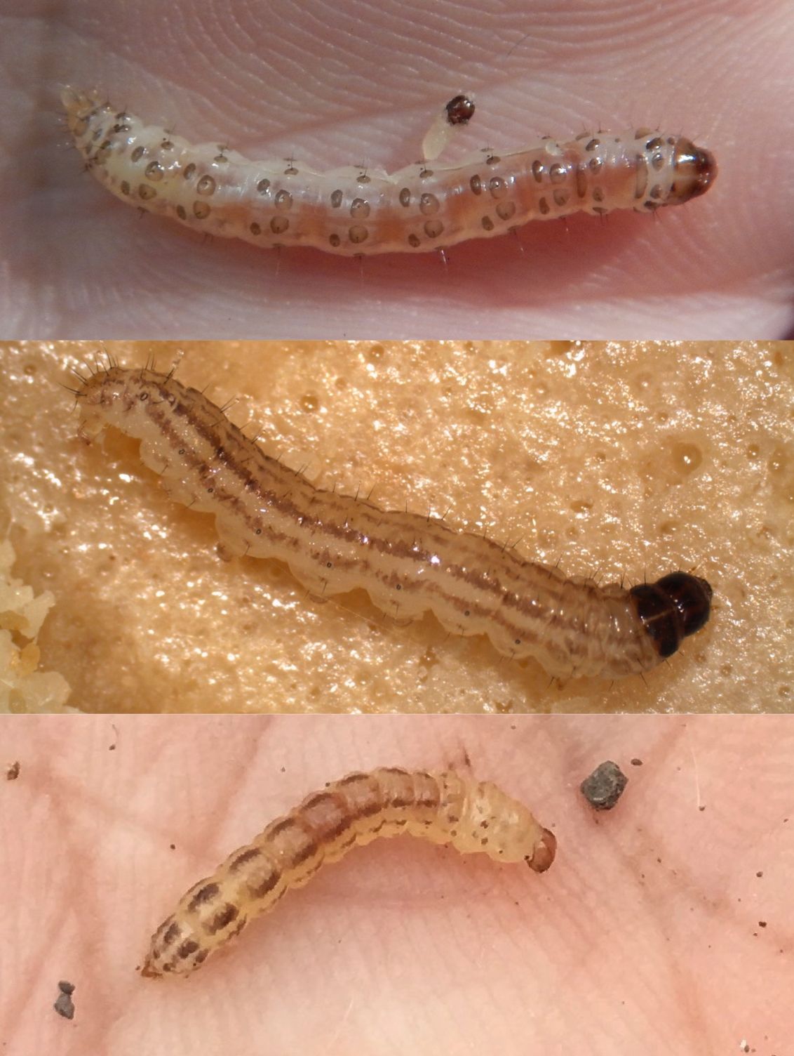 The sugarcane borer (top), rice stalk borer (middle), and Mexican rice borer (bottom) are three rice stem borers in the southern United States. 