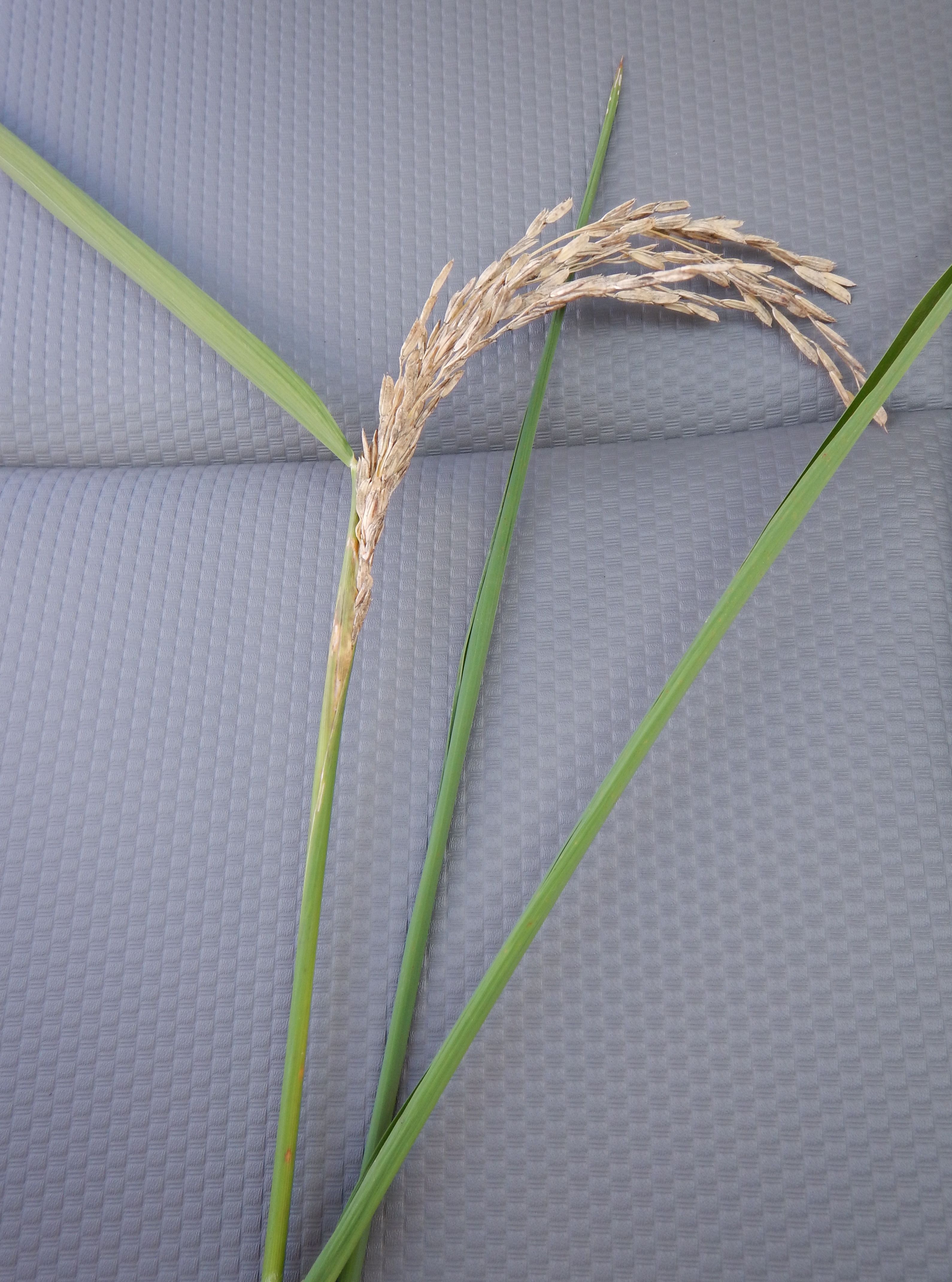 Whitehead caused by sugarcane borer feeding within the rice culm. 