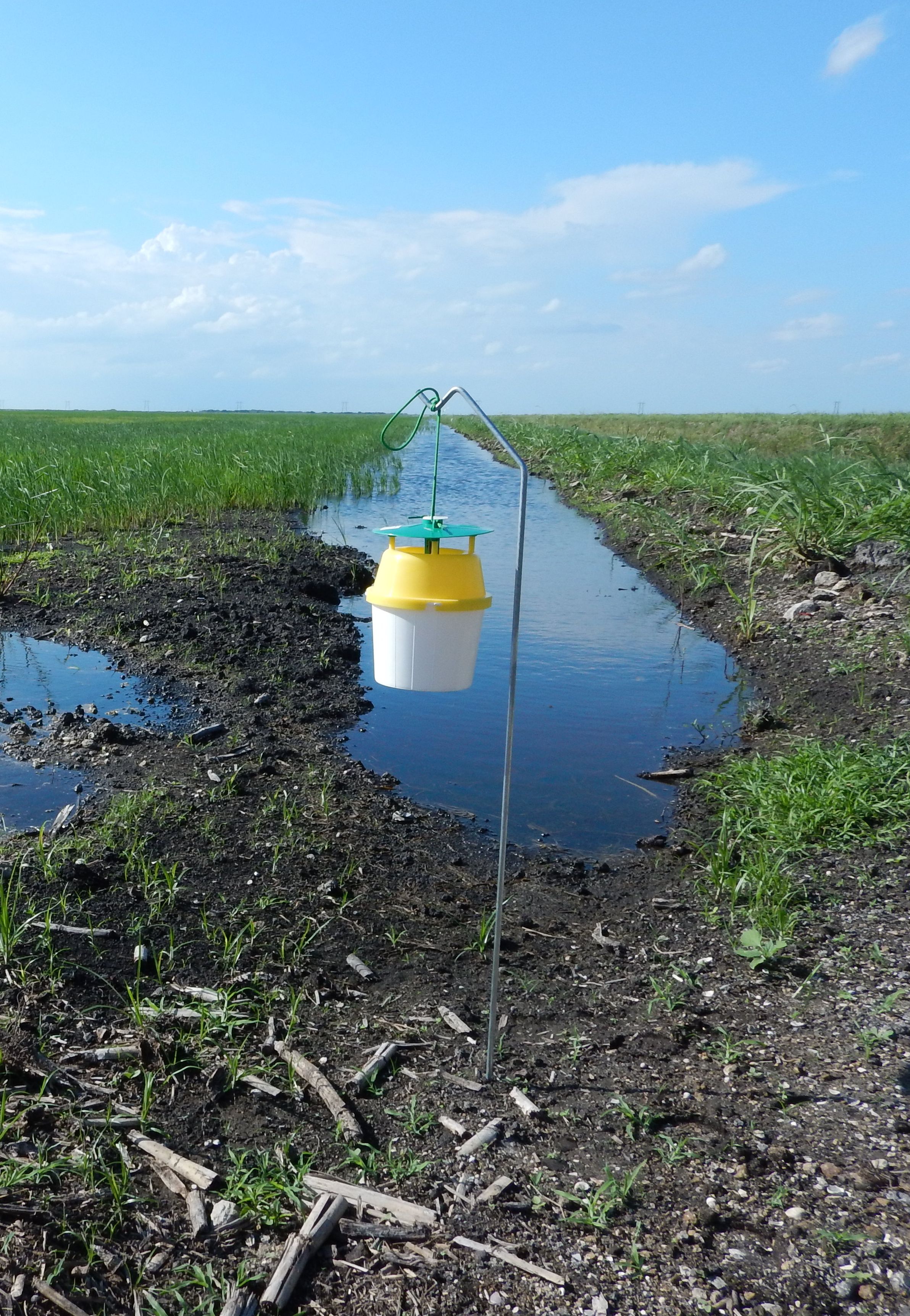 Pheromone trap for Mexican rice borer adult monitoring near a rice field. 