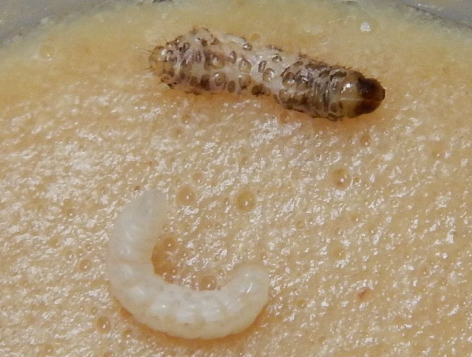 Larva of the parasitic wasp Alabagrus stigma (white, no visible head) after emergence from a parasitzed sugarcane borer larva (brown spots, dark brown head capsule). 