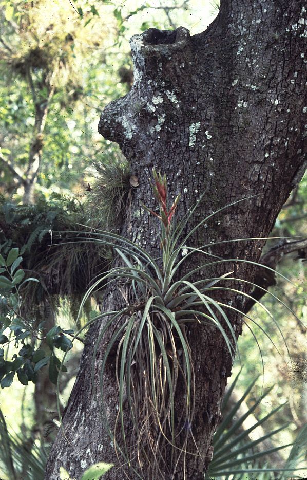 An epiphytic bromeliad native to Florida, the cardinal airplant, Tillandsia fasciculata. 