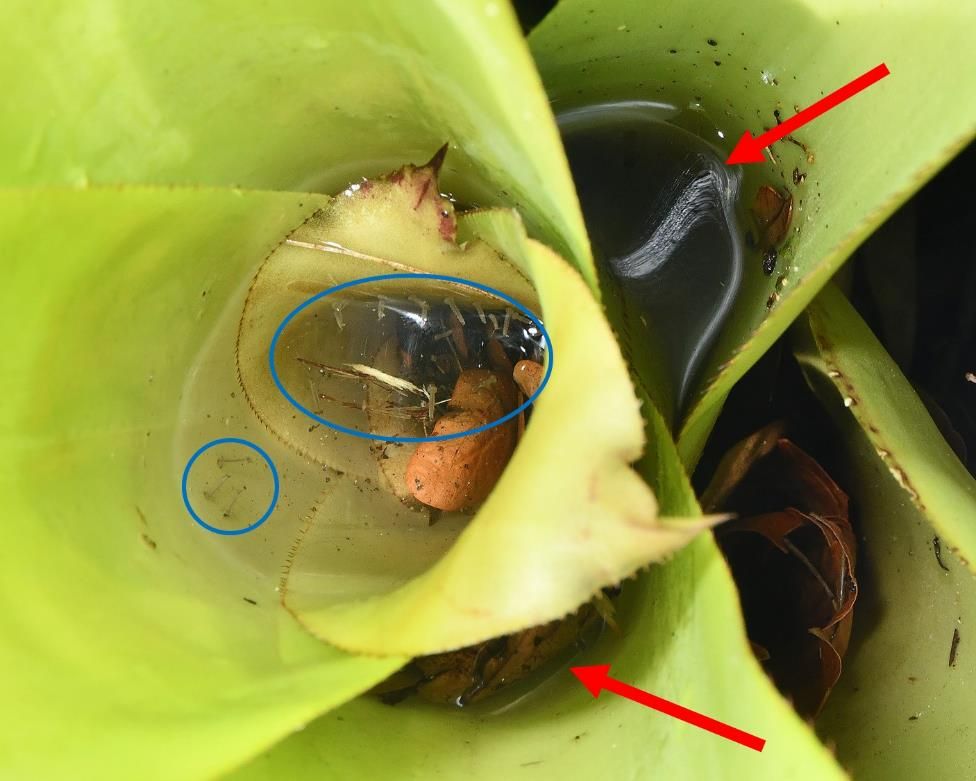 Water and mosquito larvae in a tank bromeliad. Red arrows point to water collected at the axils (bases) of bromeliad leaves. Mosquito larvae are circled in blue. 