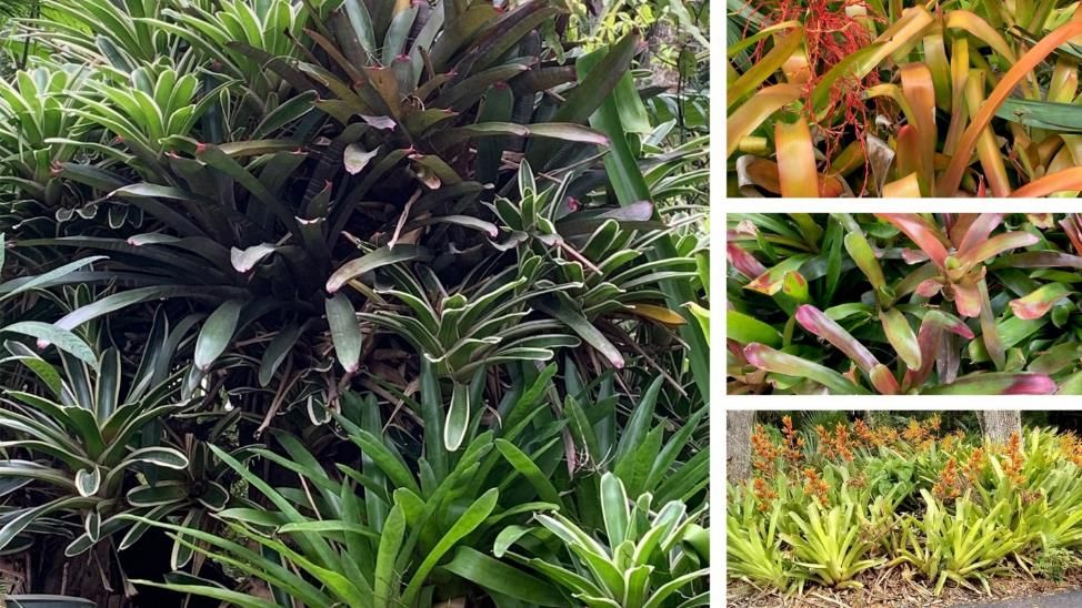 Examples of exotic tank bromeliads commonly used for landscaping in south Florida. 