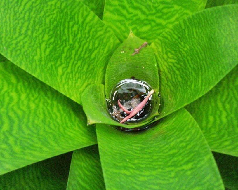 Central tank holding water and debris at the center of a spiral rosette formed by bromeliad leaves. 