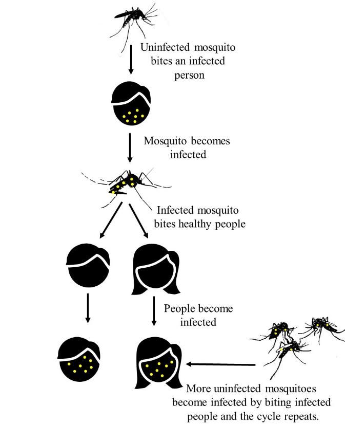 Transmission of mosquito-borne pathogens to people. The yellow dots in the image represent a pathogen that can be transmitted by mosquitoes to people. 
