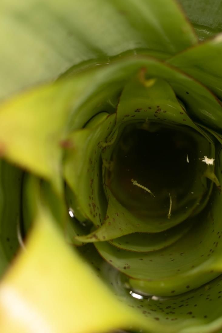 Mosquito larvae in the water-filled central tank of a bromeliad. 