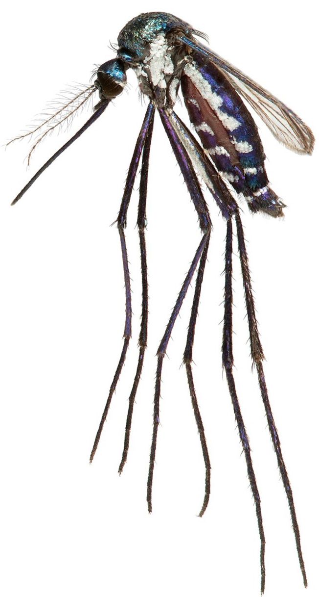 Adult female Haemagogus janthinomys, an expected important vector of Mayaro virus, collected on Ilha Grande, Rio de Janeiro, Brazil. 