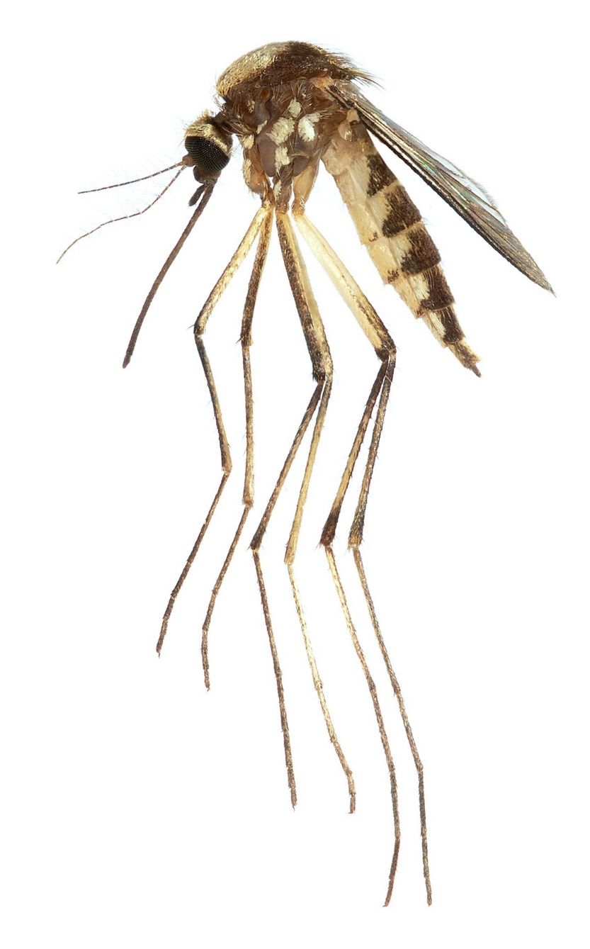 Adult female Aedes scapularis, a potential vector of Mayaro virus, collected in Miami-Dade County, Florida. 