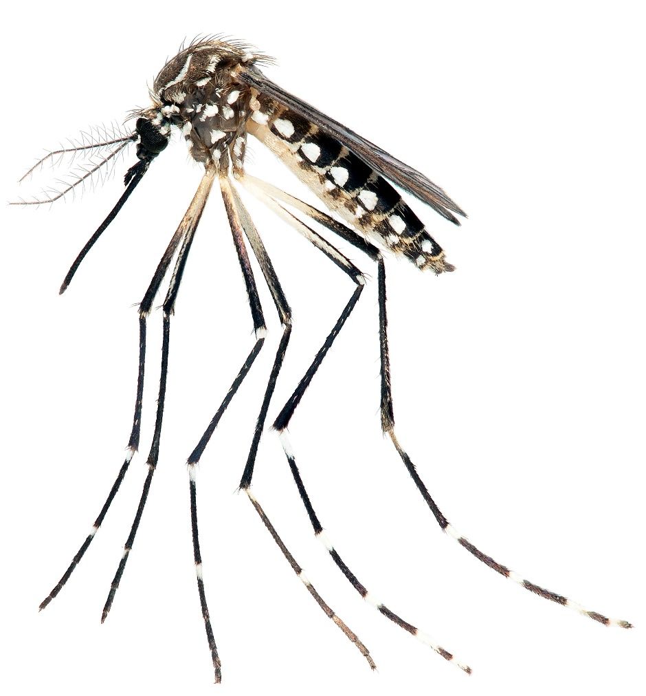 Aedes aegypti mosquito, a potential vector of Mayaro virus, collected in Indian River County, Florida. 