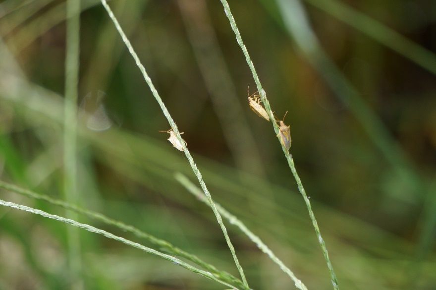 Stink bug on southern crabgrass seedhead. 