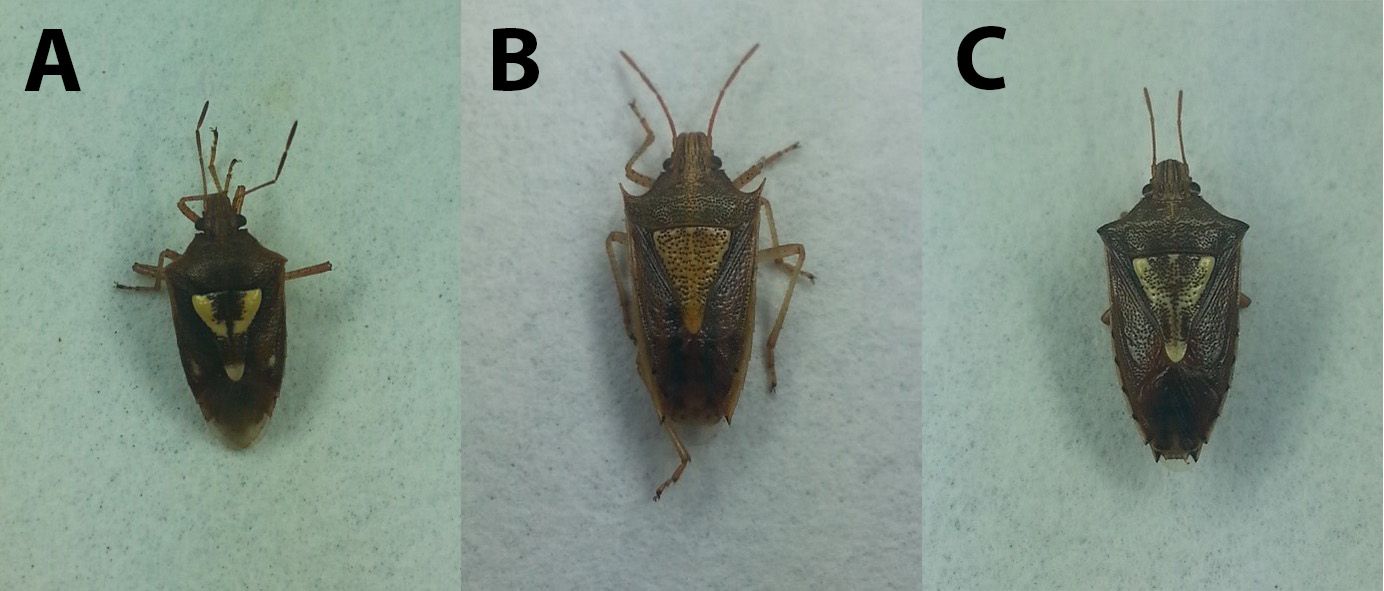 Stink bugs species. (A) Oebalus pugnax, (B) O. insularis, and (C) O. ypsilongriseus.