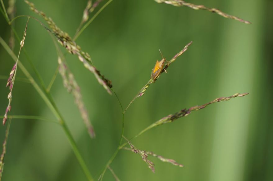 Stink bug (Oebalus pugnax) on fall panicum seedhead. 