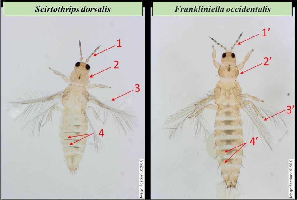 Distinctive antennal segments (1 and 1’), pronotum setae absent (2), present (2’), forewings with straight cilia (3), forewings cilia are not straight (3’), microtrichial comb well developed (4) and not well developed (4’). 