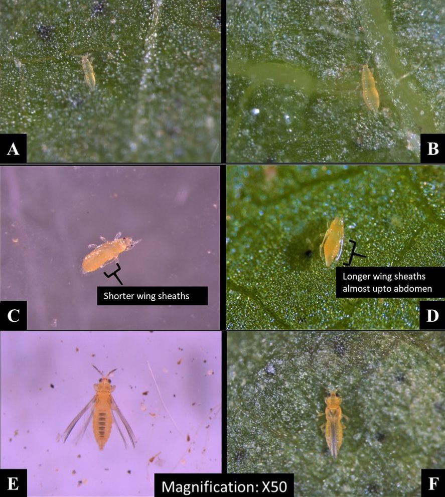 A & B) First and second instar larvae of S. dorsalis; C & D) Pre-pupa and pupa of S. dorsalis; E & F) Female adults of S. dorsalis.