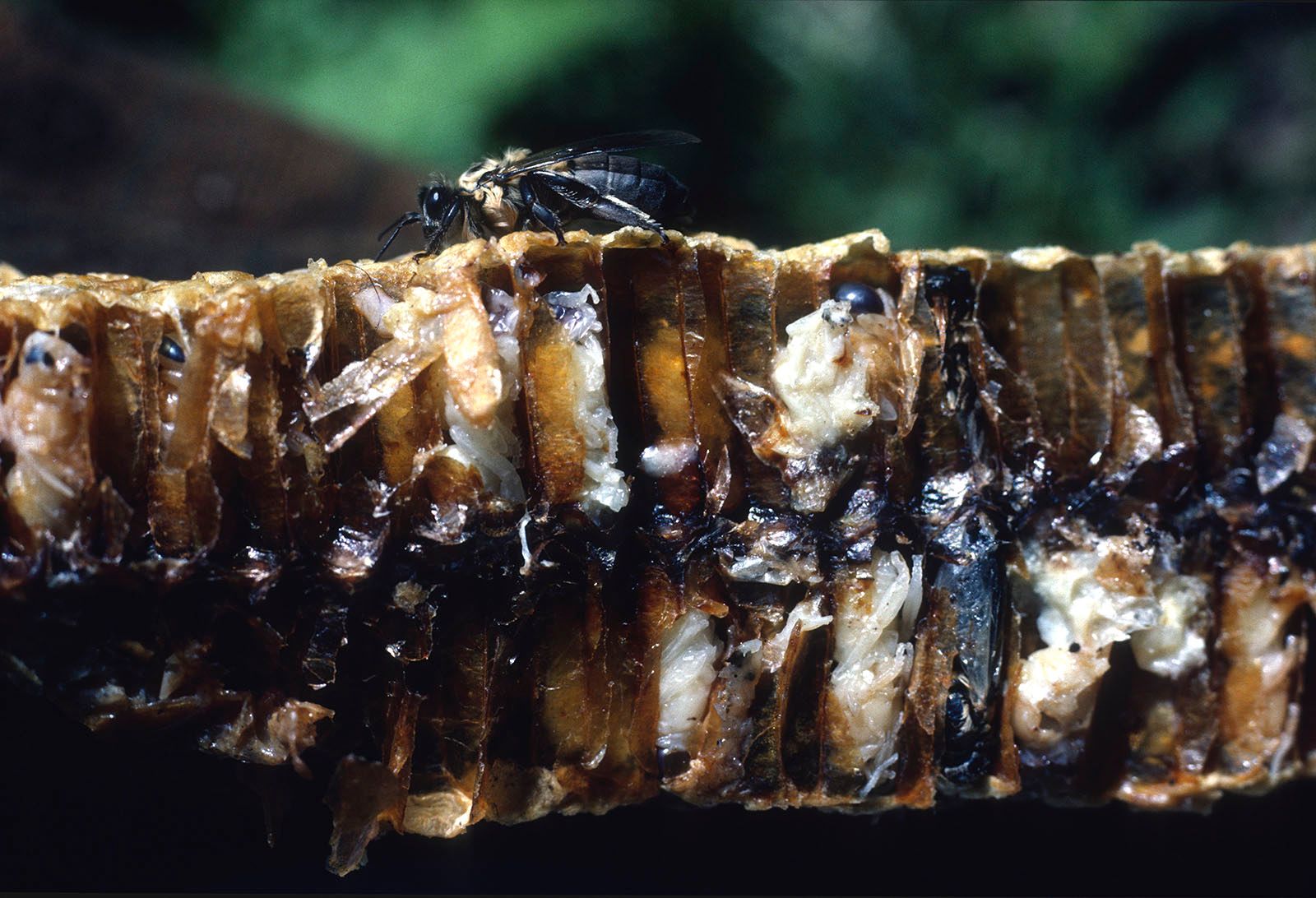The remains of an Apis laboriosa nest, destroyed during a honey hunt in Nepal. 
