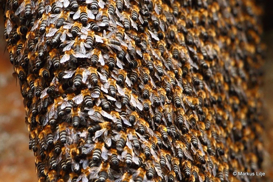 Overlapping layers of Apis laboriosa workers (non-reproductive females) forming a curtain on a large, single honeycomb, that hangs exposed. Located in Themnangbi, Mongar Dzongkhag, Mongar District, Bhutan at an elevation of approximately 7,382 ft (2,250 m) above sea level.