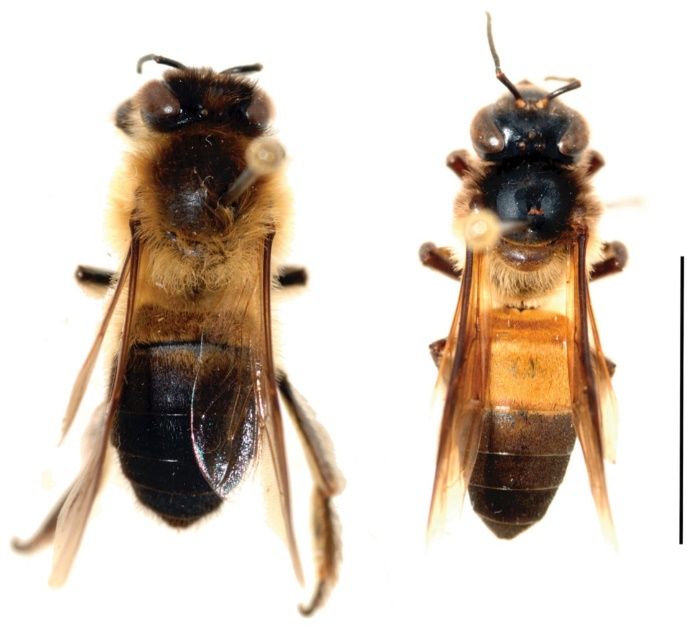 Apis laboriosa (left) and Apis dorsata (right) workers for comparison. Scale bar: 0.4 in (1 cm).
