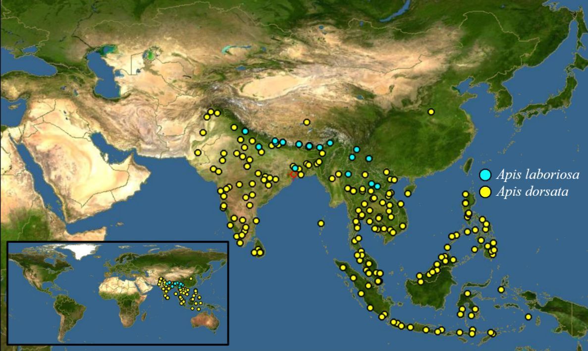 Global distribution of Apis laboriosa in southern Asia which shows some overlap with the related species Apis dorsata.