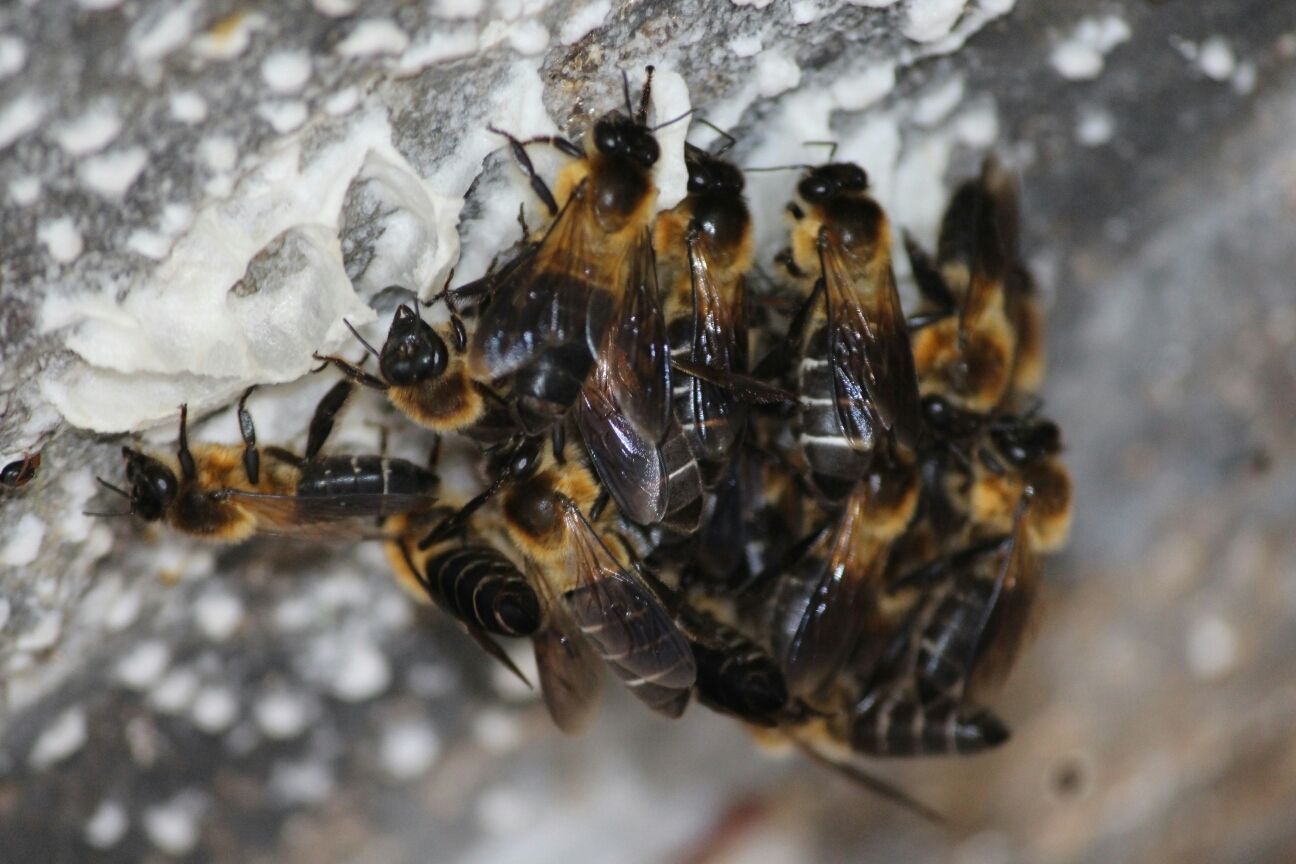 Apis laboriosa workers (non-reproductive females) building a nest in Omba, Trashiyangtse Dzongkhag, Trashiyangtse District, Bhutan with an elevation of approximately 7,129 ft (2,173 m) above sea level.