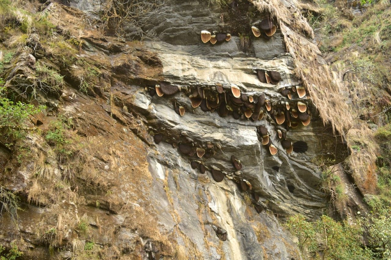 A Himalayan cliff displaying different colors of rock from which Apis laboriosa chooses to build its nest. Location: Nepal.
