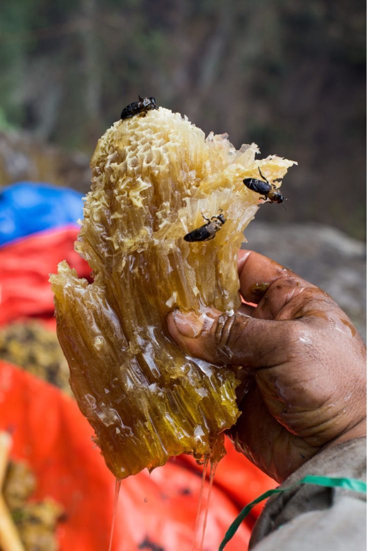 Harvested Apis laboriosa comb with honey squeezed from the comb.