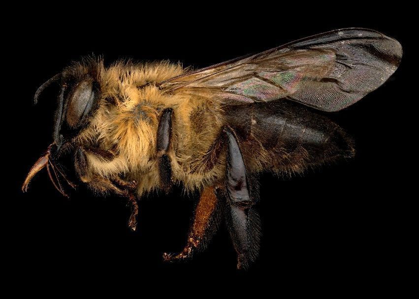 Apis laboriosa, worker (non-reproductive female) lateral view.