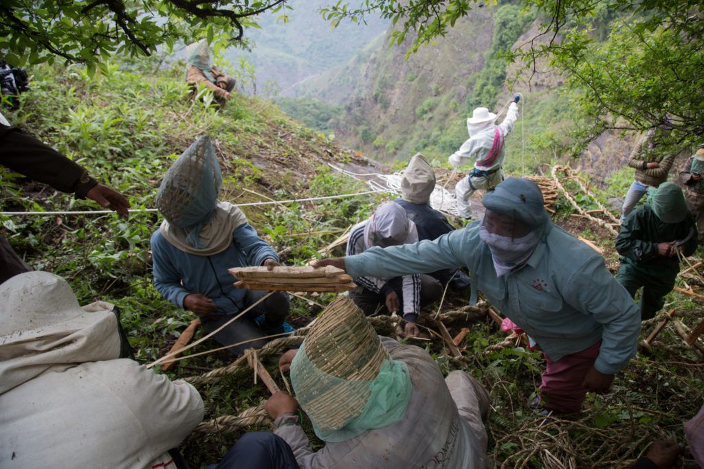 Nepalese men of the Gurung tribe fashion ladders out of braided bamboo ropes and wooden rungs before each hunt.
