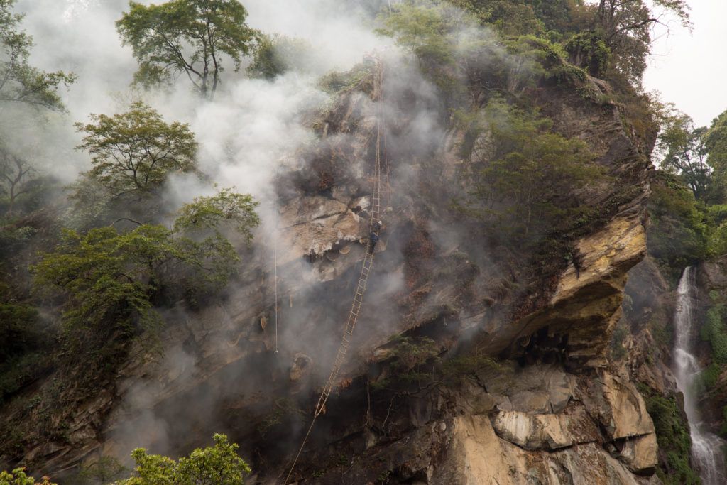 Nepalese men of the Gurung tribe have lit a fire at the bottom of the cliff. The smoke rises upwards to the nest to act as a deterrent against the Apis laboriosa nest defenders.