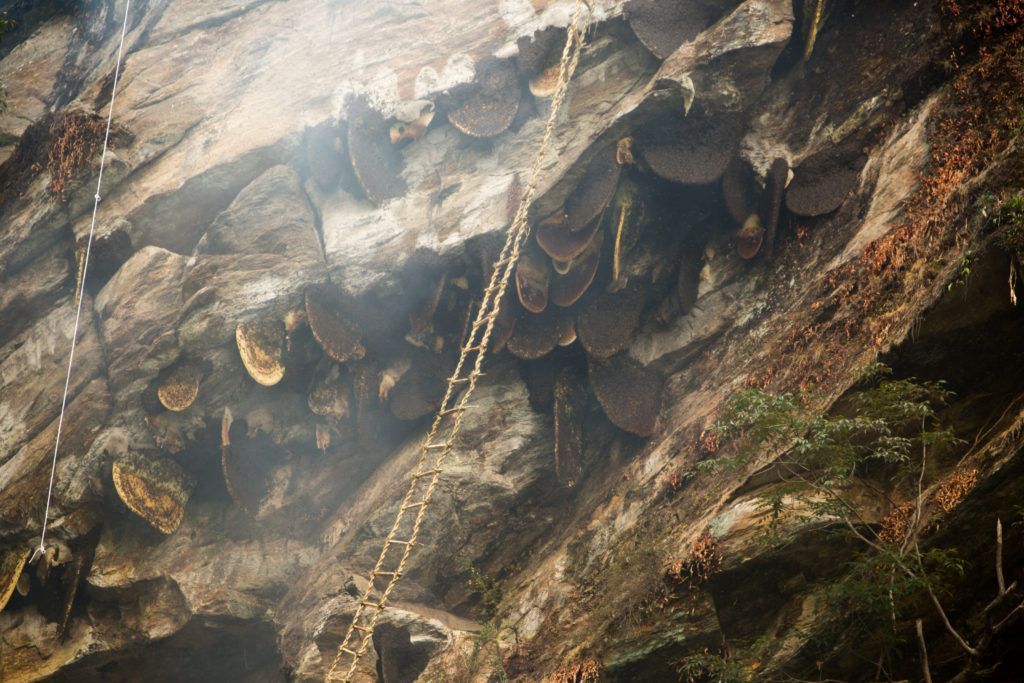 For Apis laboriosa nest size reference, look at the ladder next to the men in Figure 11.