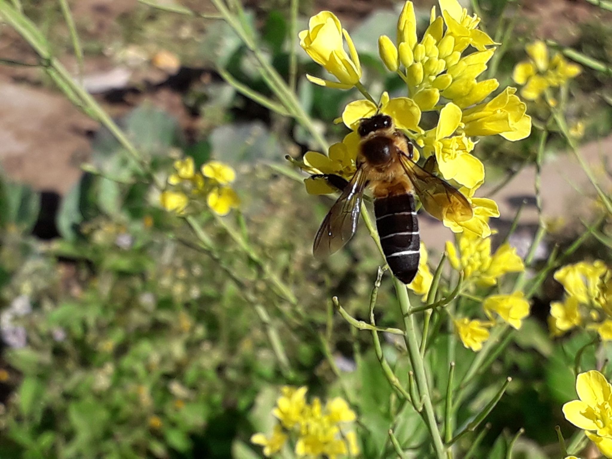 An Apis laboriosa worker (non-reproductive female) in Trongsa Dzongkhag, Trongsa District, Bhutan with an elevation of approximately 6,759 ft (2,060 m) above sea level.