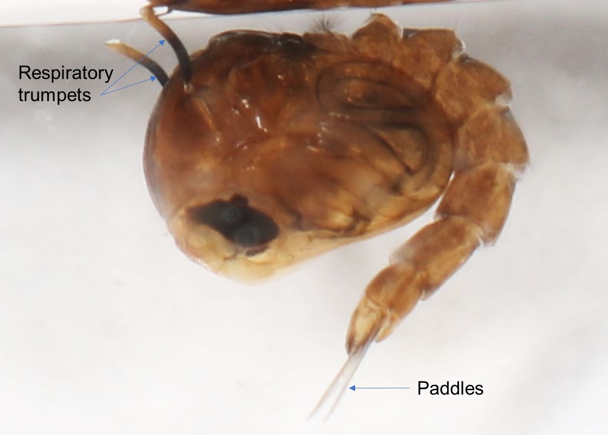 Pupa of Culex cedecei indicating locations of paddles and respiratory trumpets. 