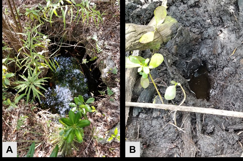 Limestone solution holes (A) and abandoned land crab burrows (B) are reported habitats of the larvae of Culex cedecei. 
