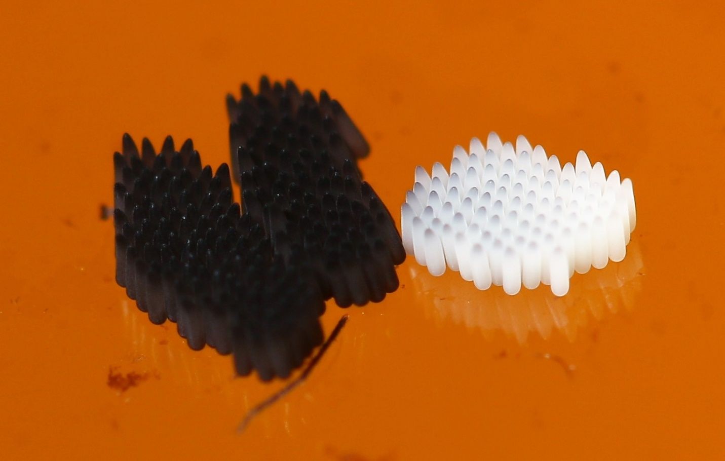 Three egg rafts of Culex cedecei Stone and Hair. The two black rafts have sclerotized whereas the white raft was laid more recently and is not yet sclerotized. 