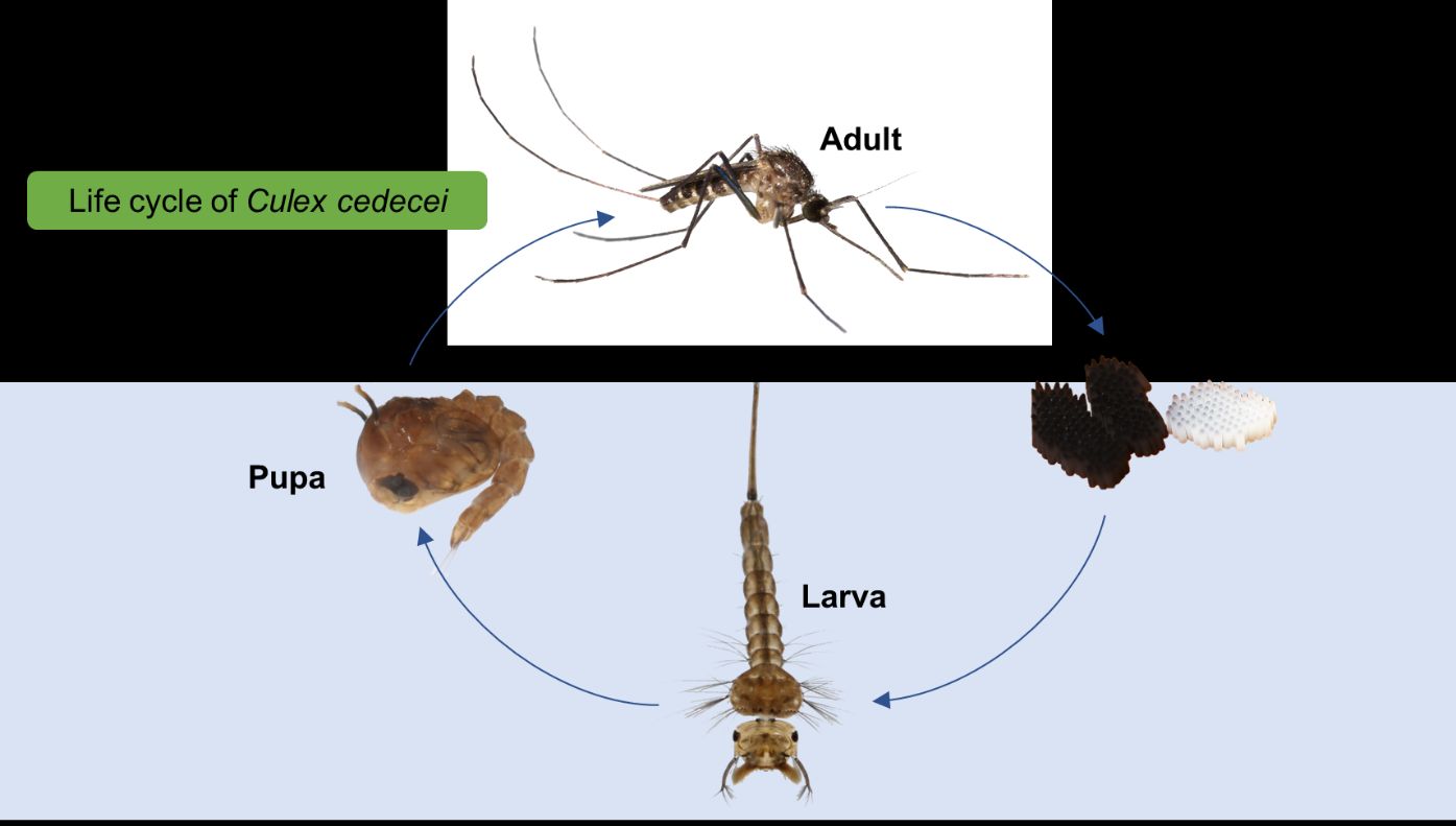 The life cycle of Culex cedecei. 