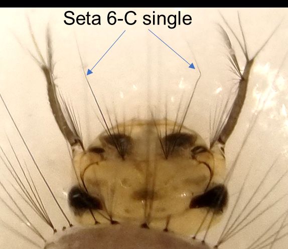 Head of Culex cedecei larva showing black antennae and setae 6-C single (not branched).