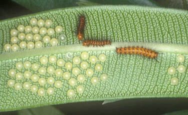Figure 2. Egg cluster of oleander caterpillar, Syntomeida epilais Walker, laid on bottom surface of oleander leaves.