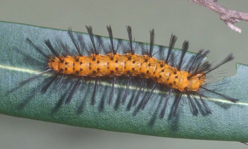 Figure 3. Orange and black larva of the oleander caterpillar, Syntomeida epilais Walker.