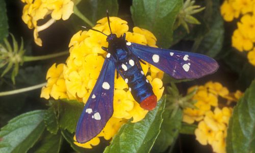 Figure 1. A polka-dot wasp moth, the adult stage of the oleander caterpillar, Syntomeida epilais Walker.
