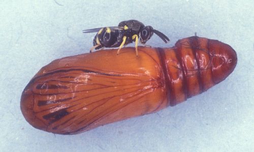 Figure 8. Parasitic wasp, Brachymeria incerta, laying egg in pupa of oleander caterpillar, Syntomeida epilais Walker.