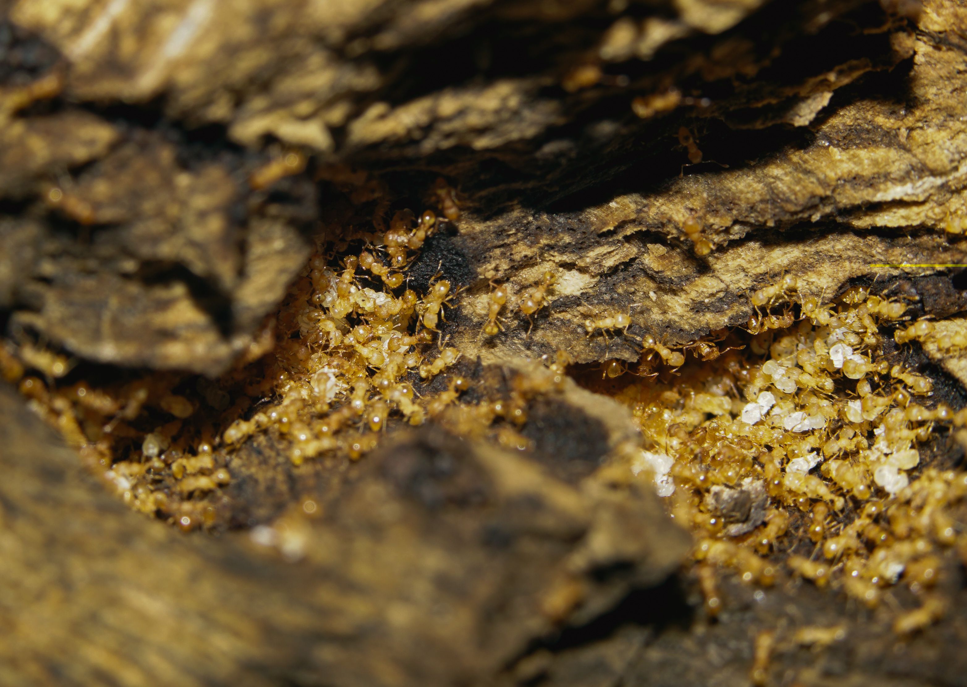 A fragment of a Wasmannia auropunctata (Roger) colony nesting within dead wood. Pale pupae can be seen among the yellow workers. 
