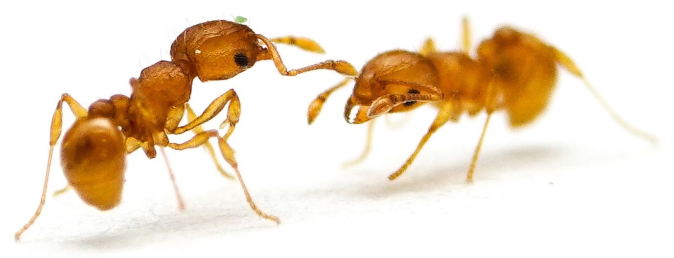 Workers of the little fire ant, Wasmannia auropunctata (Roger). 