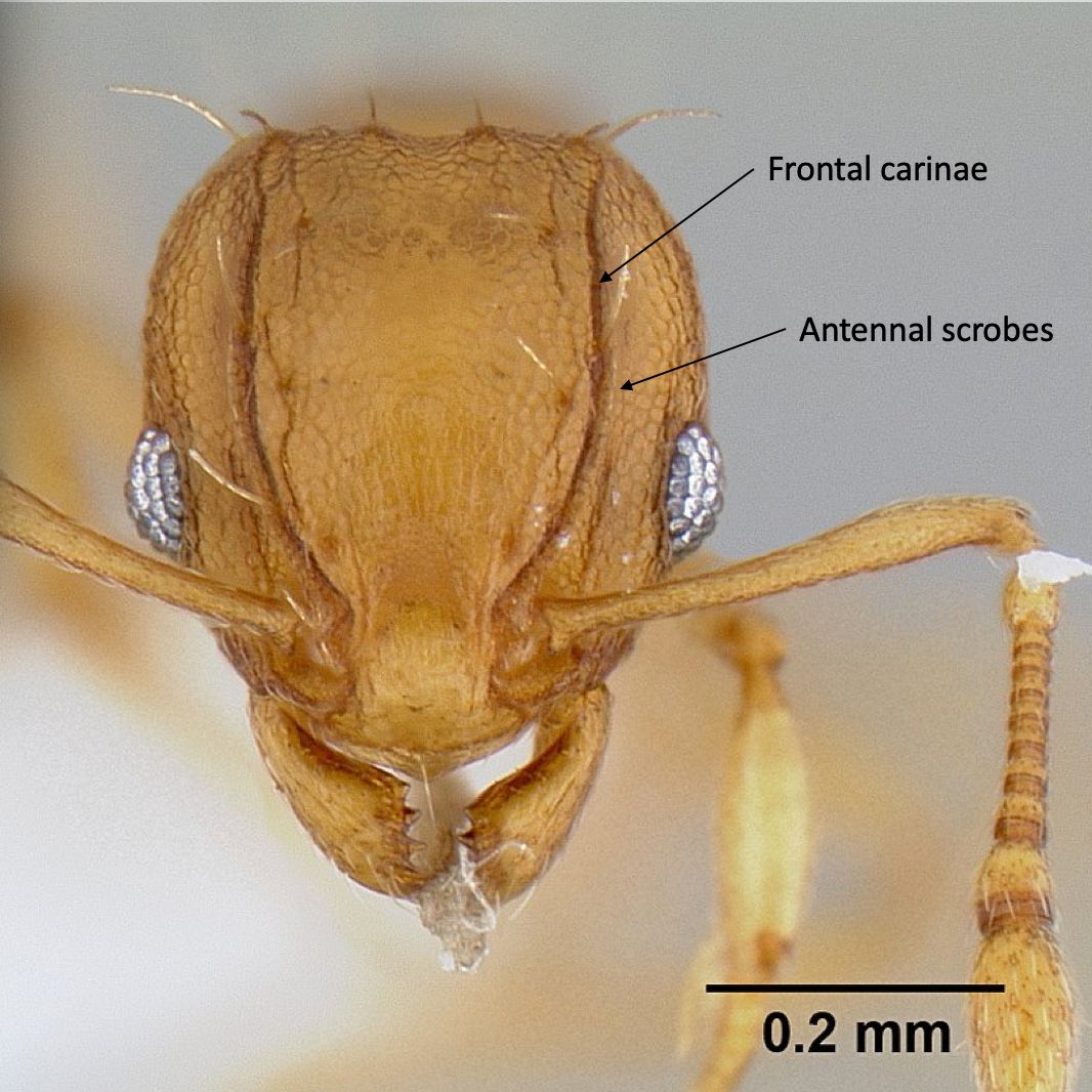 Anterior view of Wasmannia auropunctata (Roger) worker. Key characteristics of the genus are the frontal carinae (distinct ridge running longitudinally from the antennal insertion to the occiput of the head) and antennal scrobes (groove lateral to the frontal carinae that accommodates retracted antennae). 